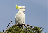 Sulphur-crested Cockatooborder=